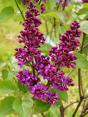 flowers and buds of lilac bush at spring