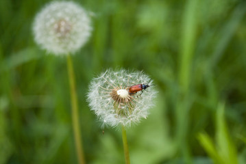 Bronze beetle on white fluffy dandelion