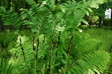 Interrupted Fern (Osmunda Claytoniana) © bob