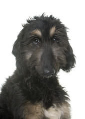 puppy afghan hound