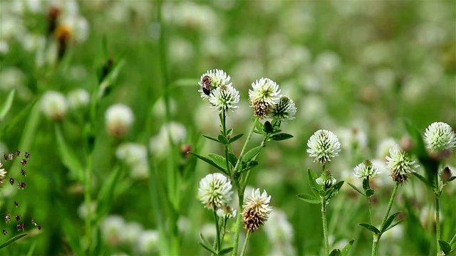 A close view of a wild white clover on a green field background