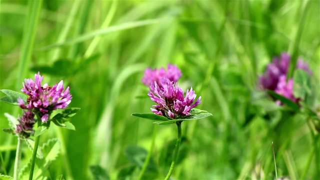 A close view of a wild pink clover on a green field background