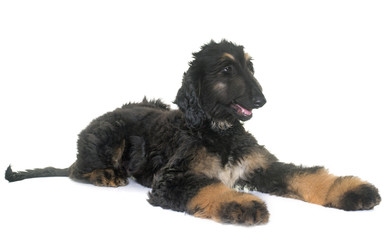 puppy afghan hound