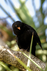 Blackbird, Turdus merula - male.
