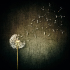 Obraz premium A lot of seeds escape from a dandelion flower on a gray backround. Breaking free, life journey concept
