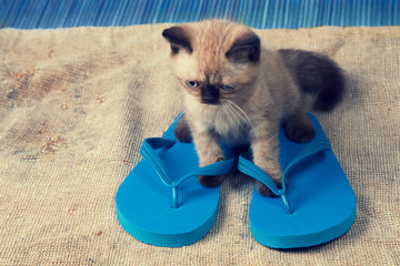 Cat wearing flip-flop sandals lying on grunge sackcloth