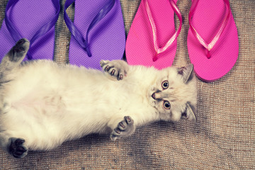 Summer scene. Carefree little kitten lying on the back near flip flop sandals