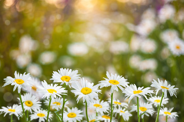 Fototapeta premium Background with Chamomile Flowers