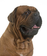 Obraz premium Dogue de Bordeaux