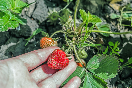 Fruit of the strawberry in the woman's hand growing in the garde