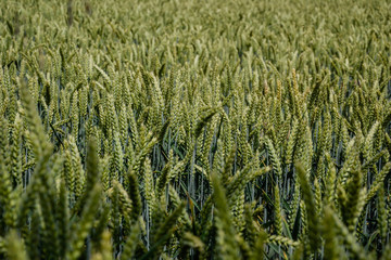 Green wheat (Triticum) field on blue sky in summer. Close up of unripe wheat ears. Slovakia