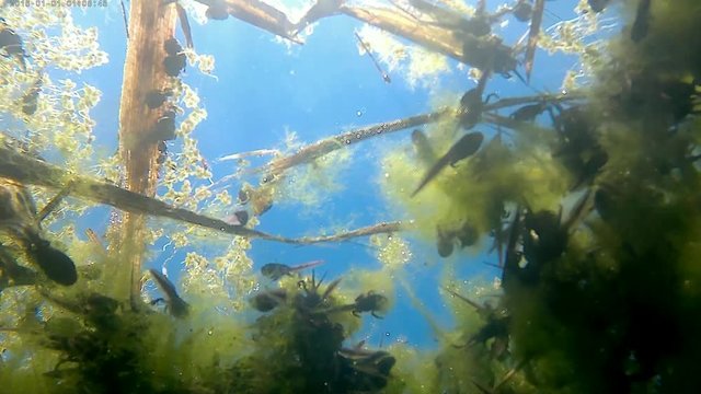Kaulquappen in einem Teich, Unterwasseraufnahme