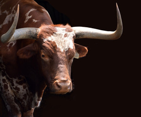 Texas Longhorn Bull