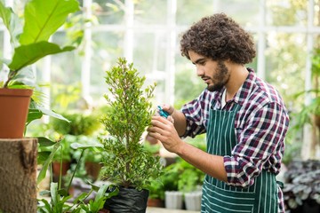 Male gardener pruning potted plants