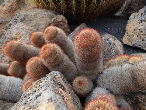 digitales de espinas