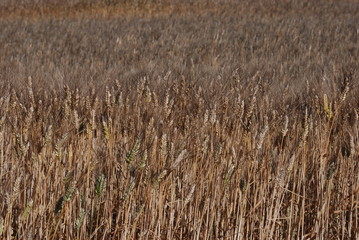 Fototapeta premium ble