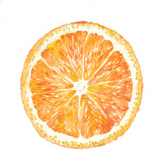 a round slices of orange on white background watercolor