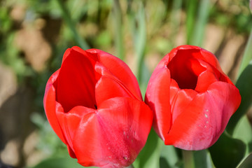 Beautiful flowering red tulips in the garden in springtime