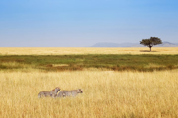 Family of cheetahs on the hunt . Savannah. Serengeti National Pa