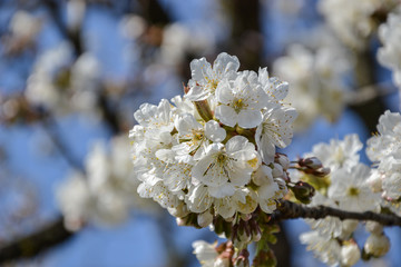 Close up of blooming flowers of cherry tree branch in spring time. Shallow depth of field. Cherry blossom detail on sunny day
