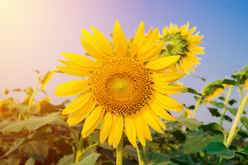 Sunflowers in vintage filter