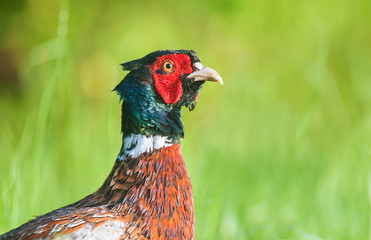 Portrait of wild pheasant