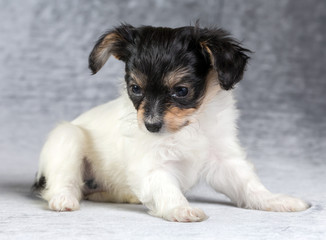 Cute puppy of the Continental Toy spaniel on a gray background