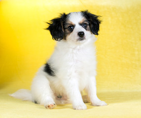 Cute puppy of the Continental Toy spaniel - Phalene -on a yellow background
