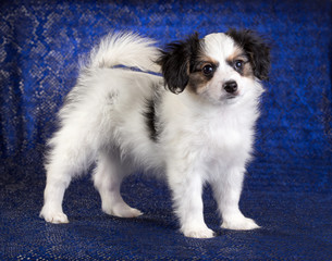 Cute puppy of the Continental Toy spaniel - Phalene -on a blue background