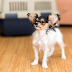 Papillon puppy standing on floor about travel plastic carrier for pets