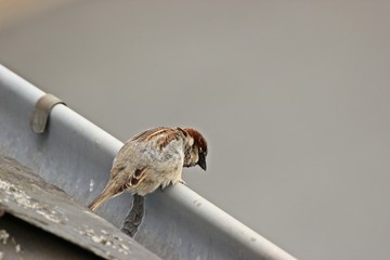 Männlicher Haussperling (Passer domesticus) auf der Dachrinne
