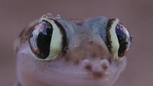 Slow motion shot of web footed/Palmato gecko licking moisture from its eyes
