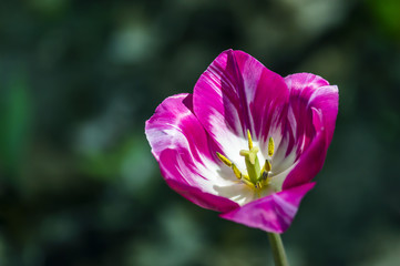Naklejka premium The opened flower of pink tulip with yellow stamens