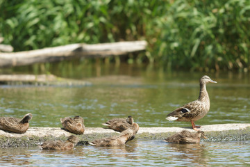 birds