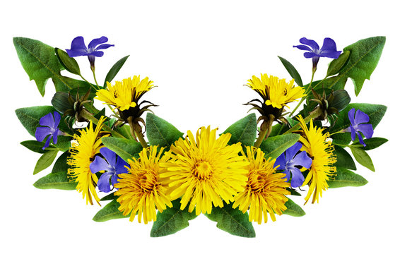 Dandelion and periwinkle flowers arrangement