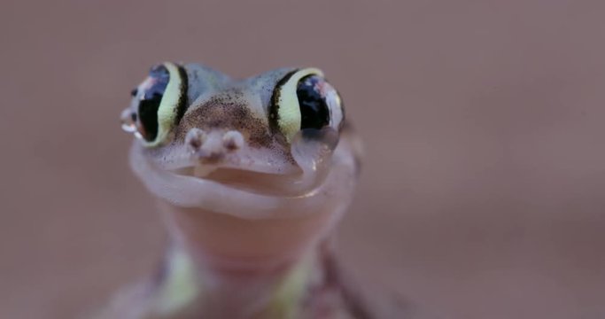 4K web footed/Palmato gecko licking moisture from its eyes
