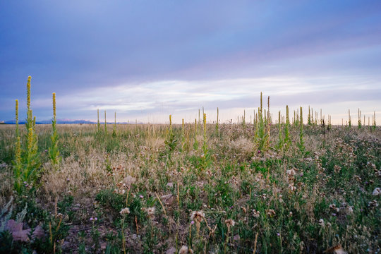 Wildflowers on grassy flat landscape, colorado