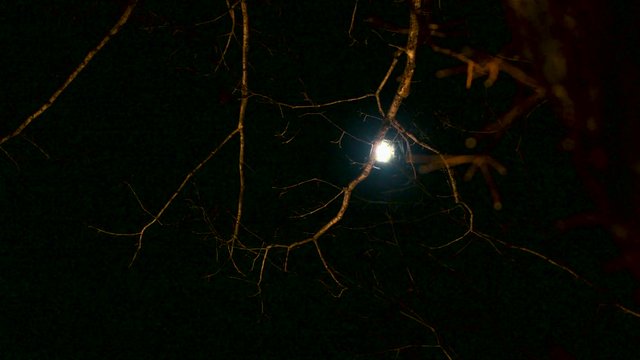 Creepy Moon Behind Tree Branches Horror Forest Timelapse