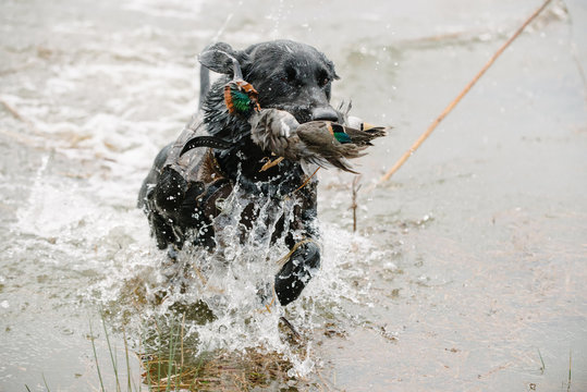 Gun dog retrieving water fowl from water