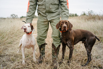 Man holding two pointer dogs  by collars in grassland