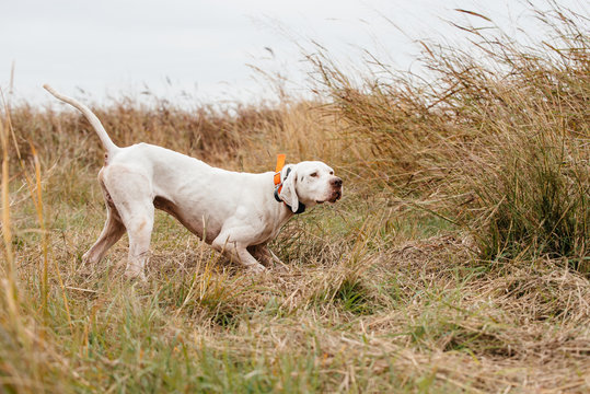 White dog on grassland