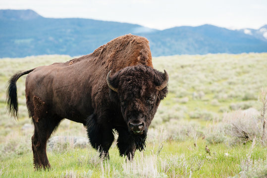 Bison on grassland