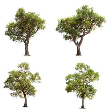Fototapeta Tree isolated on white background