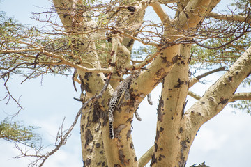Leopard lying in tree