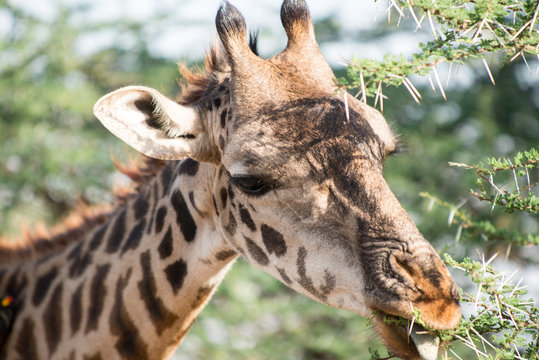 Portrait of giraffe