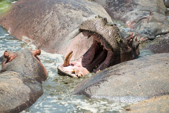Small group of hippopotamus in water 