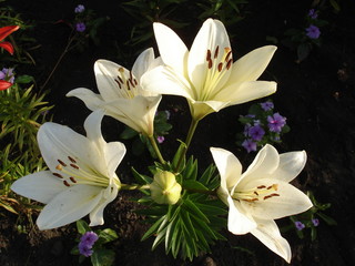 Asiatic hybrids lilium 'Apollo' white flowers and buds