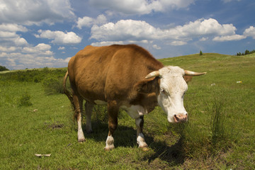 Cow grazing  in the meadow