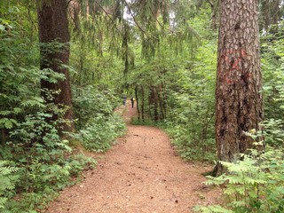 лесная тропа  © Dannataly