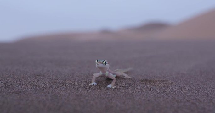4K wide angle shot of web footed/Palmato gecko in desert habitat